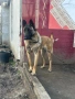 Белгийска овчарка на 1 година женска , снимка 3