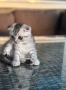 Мъжко шотландско клепоухо сребърно котенце , снимка 17
