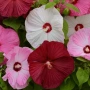 🌸🌿💜 Хибискус Луна Микс (Hibiscus moscheutos LUNA Mix), снимка 1