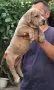Американско були ХЛ /American bully XL, снимка 10