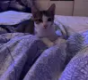 Котенце си търси дом, снимка 2