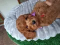 Мини пудели женски и мъжки , снимка 4
