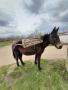 Mule 9 godilna, снимка 2