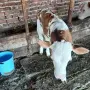 Мъжко Сукалче теле , снимка 2