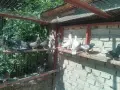 Продавам пазарджишки гълъби, снимка 8