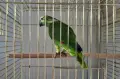 Папагал Синьочела амазона/ женска, снимка 3
