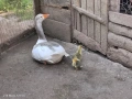 Гъски с малко гъсе, снимка 1