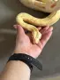 Боа Удушвач / Boa constrictor, снимка 3