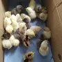 Пиленца Араукана!!!, снимка 2