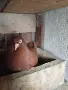 продавам гълъби, снимка 13