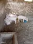 Малки прасета 12 , снимка 4