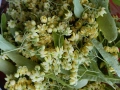 Черници, тиквени семки, лозови листа, липа цвят, снимка 4
