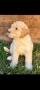 Lagotto Romanolio , снимка 1