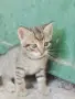 Котенца - Подарявам, снимка 7