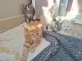 Котенца Мейн Куун , снимка 8