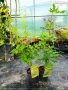 Японски клен Acer palmatum ‘Going Green’ – декоративен клен, снимка 3