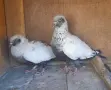 Продавам Дацкифазанови, снимка 2