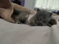 Британски котенца, снимка 3