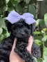 Той Пудел (Toy Poodle), снимка 2