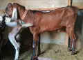 100% Чистопороден англо-нубийски пръч, снимка 1