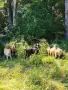 Продавам скопени пръчове ИЗГОДНО !, снимка 4
