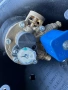 Газова бутилка 47л със усилена сонда Томасето 8мм, снимка 5