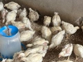 Продавам бройлерни пилета, снимка 2