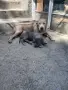 Питбулчета блу нос, снимка 2