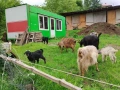 Продавам кози , снимка 6