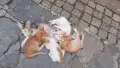 Подарявам малки котета, снимка 1