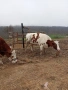Продавам четири крави и четири телета,, снимка 1
