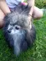 Померанче мини шпиц мъжки, снимка 6