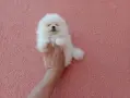 Померани ! Реални снимки от днес !, снимка 6