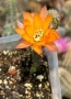 Кактус Chamaecereus Hybrid оранжев , снимка 1