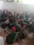 Петли млади Супер Харко домашни, кокошки, пилета, яйца, ярки , снимка 3