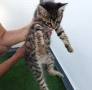 Подарявам малко котенце - момченце, снимка 5