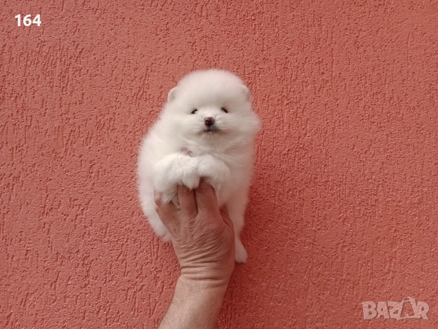 Бели Померани. Различни възрасти!, снимка 4 - Померан - 54106318
