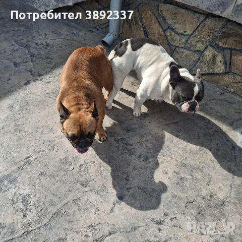 френски булдочета, снимка 8 - Френски булдог - 55251396