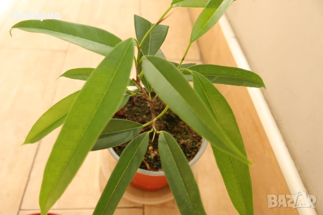 Три броя растения от род Фикус, Ficus alii, Ficus benjamin, Ficus ging-seng, 2 евро ! , снимка 3 - Стайни растения - 54917222