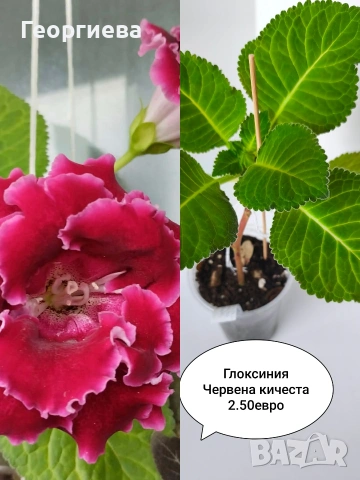 глоксиния , снимка 3 - Стайни растения - 54716784