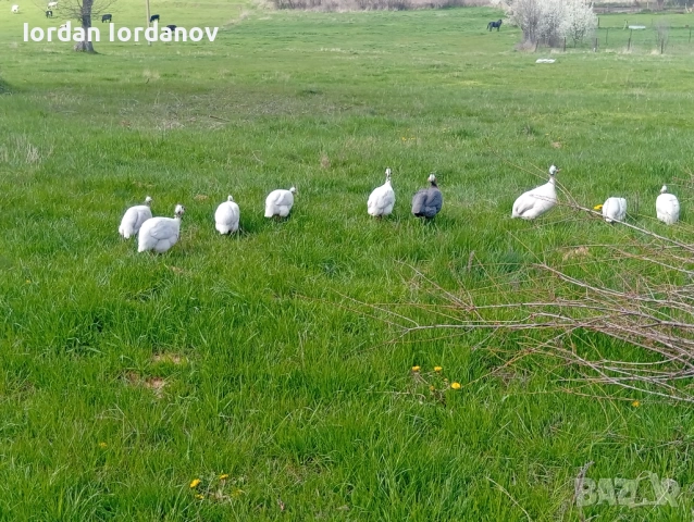 Оплодени яйца от токачки , снимка 4 - други­ - 54225975