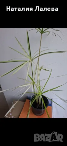 Водна палма, циперус, Cyperus alternifolius variegata, снимка 7 - Стайни растения - 55320628