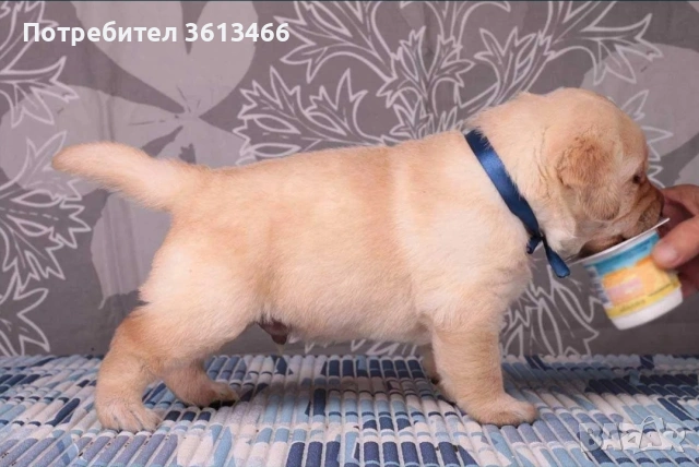 Лабрадор ретривър чистокръвни, снимка 6 - Лабрадор ретривър - 54225664