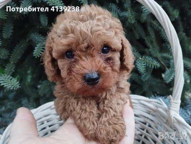 Той Пудел , снимка 2 - Пудели - 54032133