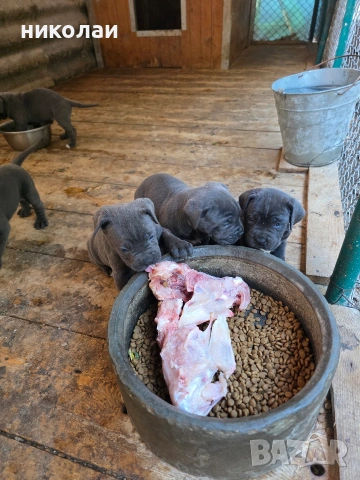 Бебета кане корсо, снимка 7 - Кане корсо - 55042302