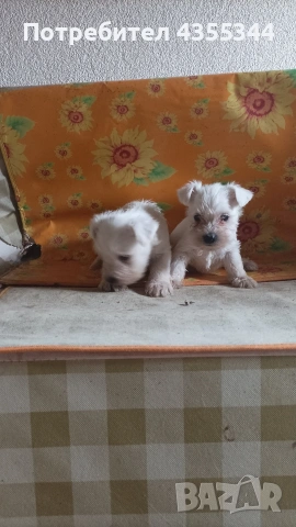 Цвергшнауцер , снимка 8 - Други - 54080125