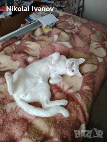 Чисто Бяло Коте порода Као Мани, снимка 5 - Други - 54061405