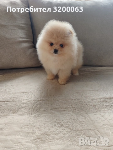 Померан мини женско 