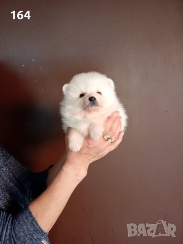 Бели Померани. Мъжки Померанчета., снимка 6 - Померан - 54174694