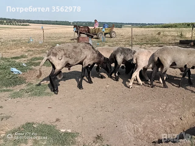 Черноглав Плевенски коч, снимка 3 - Овце - 55587061